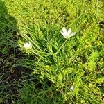 Ornithogalum divergensŽiedas