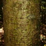 Monopteryx inpae Kabuk