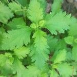 Teucrium lucidum Leaf