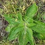 Plantago media Leaf