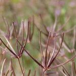 Scandix australis Цветок