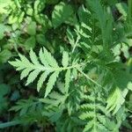 Tanacetum macrophyllum Blad