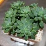 Sedum clavatum Deilen