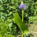 Pontederia cordata Blad