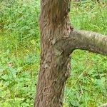 Quercus marilandica Corteza