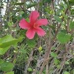 Hibiscus martianus Virág