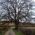 Ulmus minor Buveinė