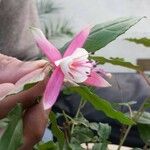 Fuchsia magellanicaFlower