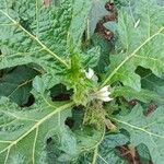 Solanum dasyphyllum Leaf