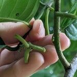 Annona edulis Flor