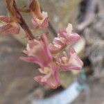 Polystachya concreta Floro