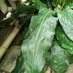 Palisota barteri Leaf