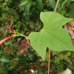 Ipomoea hederifolia Blad