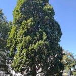 Quercus robur Kita