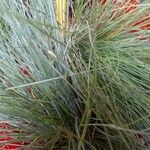 Festuca valesiaca পাতা