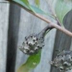 Hakea salicifolia 果實