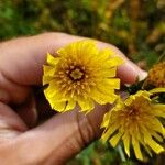 Hieracium umbellatumКвітка