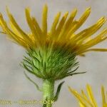 Inula helenioides Kukka