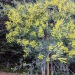 Acacia dealbata Blad