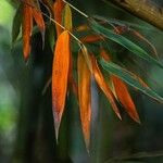 Phyllostachys nigraLapas