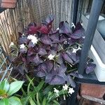 Oxalis triangularis Sonstige