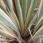 Phormium tenax Foglia