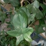 Philodendron panduriforme Fulla