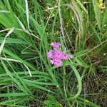 Phlox pilosa Flor