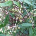 Berberis julianaeFruit