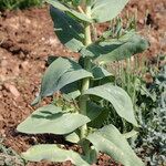 Vaccaria hispanica 葉
