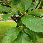 Quercus pontica Blatt