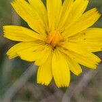 Scorzoneroides autumnalis Flor
