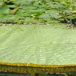 Victoria amazonica Yaprak