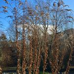 Solidago altissima आदत