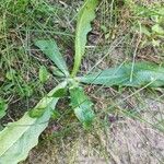 Hypochaeris radicata Leaf