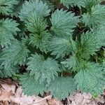 Urtica dioica Blad