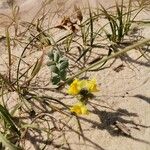 Linaria thymifolia Flor