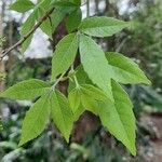 Allophylus edulis Leaf