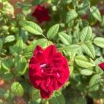 Rosa chinensisফুল