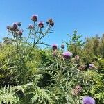 Cynara cardunculusBlüte