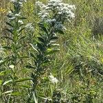 Eupatorium altissimum Flower