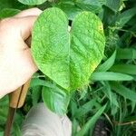 Ipomoea tiliacea Leaf