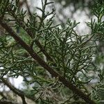 Juniperus chinensis Φύλλο