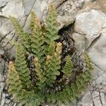 Cosentinia vellea Libunga