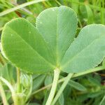 Trifolium fucatum Deilen