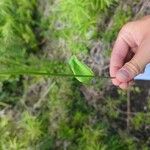 Ophioglossum reticulatum Blad