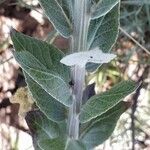 Verbascum lychnitis List