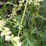 Achillea macrophylla 葉