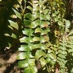 Banksia grandis Yaprak