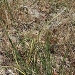 Equisetum ramosissimum Habit